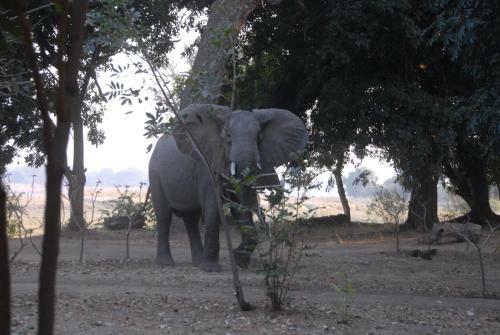 Lodge Zikomo Safari