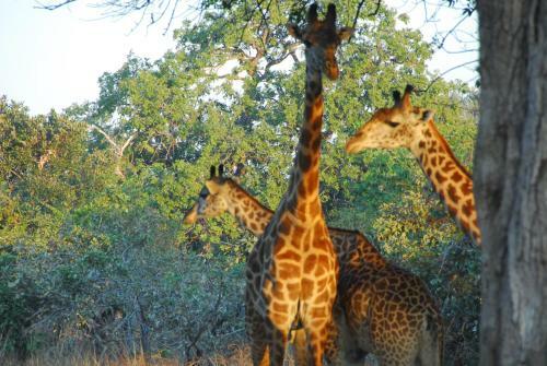 Lodge Zikomo Safari