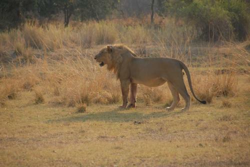 Lodge Zikomo Safari