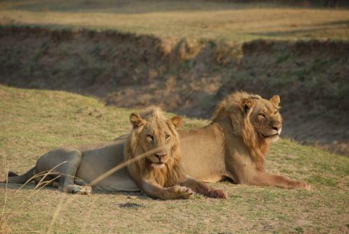 Lodge Zikomo Safari