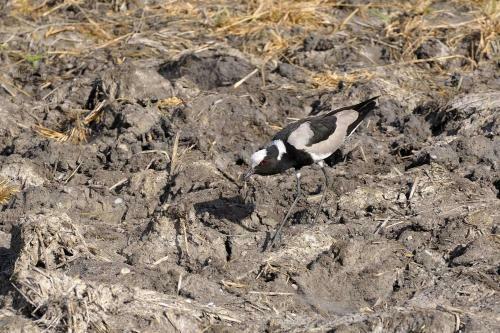 Lodge Zikomo Safari