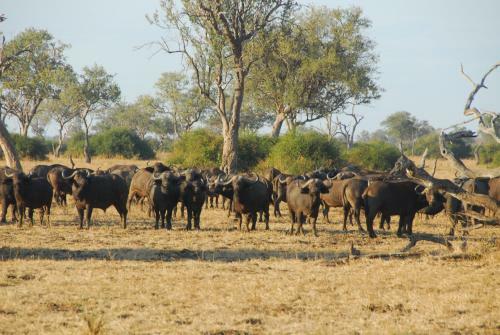 Lodge Zikomo Safari