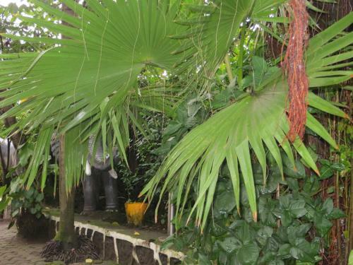 Dian Fossey Nyiramacibir Hotel