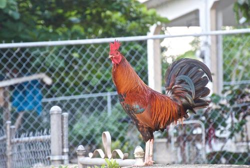 Bed & Breakfast Esperanza Inn