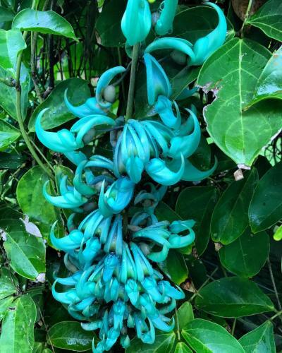 Robinson's Cove Villas - Deluxe Wallis Villa