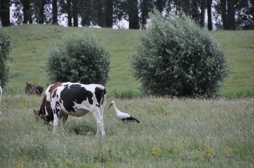 B&B 't Verloren Schaap
