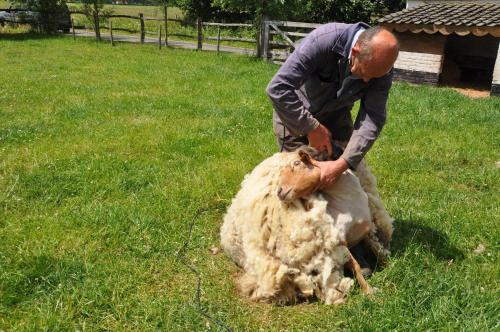 B&B 't Verloren Schaap