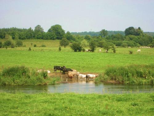 Spacious Holiday Home In Vaux-sur-sure With Garden