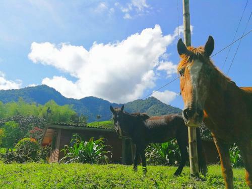 Agroturismo Reserva-hacienda Cachillacta