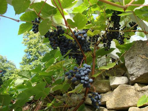 Hostal T�nise Majatalo