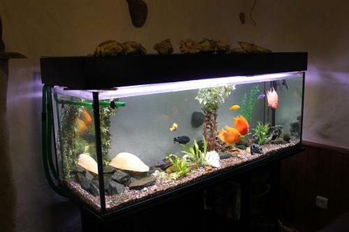 Hostal Krapi Guesthouse