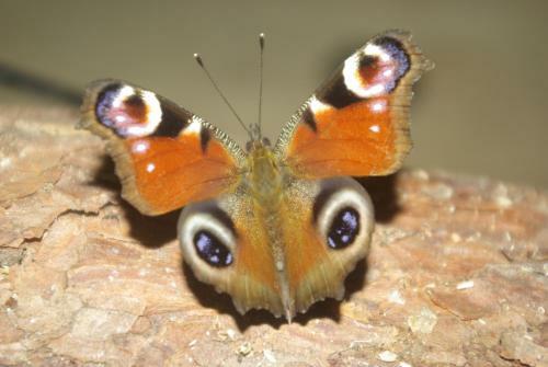 Apartamento Tehumardi Laguun