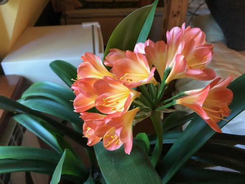 Bed & Breakfast Paivilla Boutique Hotel