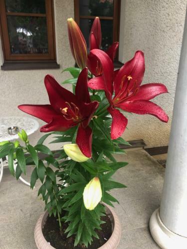 Bed & Breakfast Paivilla Boutique Hotel