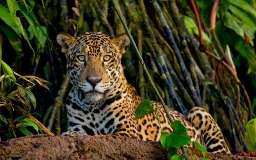 Lodge Tambopata Research Center