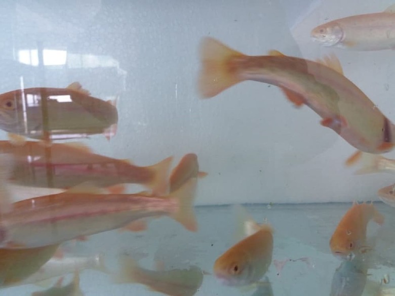 Yacht Lago Titicaca