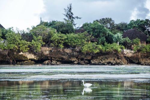 Hotel The Island - Pongwe Lodge