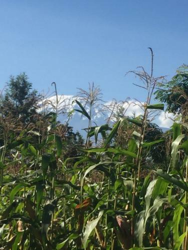 Matriarchhill Home Stay