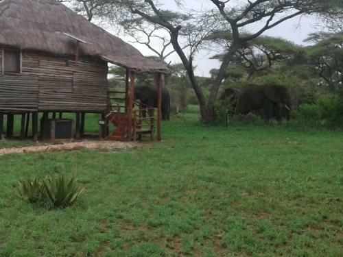 Lodge Ikoma Safari Camp