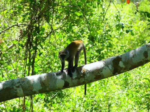 Lodge Kisampa Bush Retreat