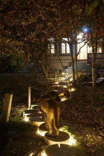 Lodge Grapes Garden