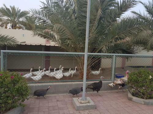 Asahalah Farm Villas