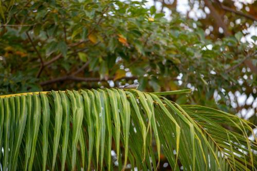 Hotel Isleta El Roble