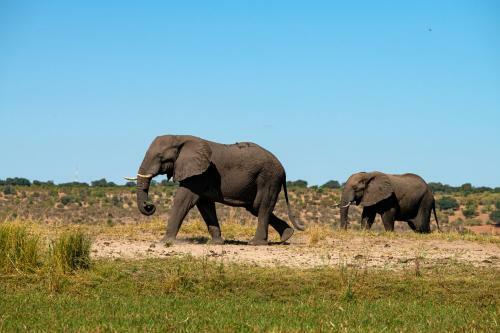 Ichingo Chobe River Lodge