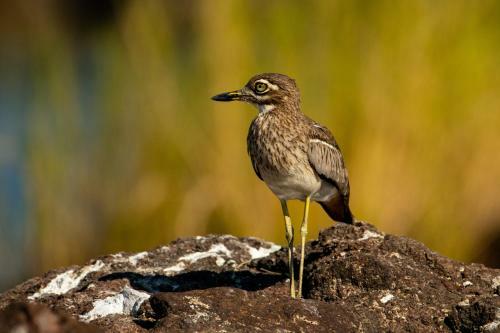 Ichingo Chobe River Lodge
