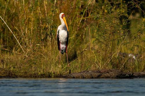 Ichingo Chobe River Lodge