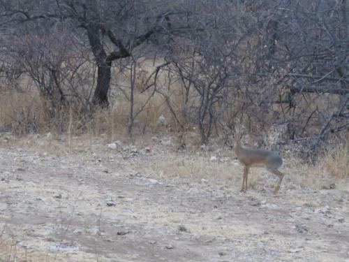 Thatch Farm Stay @ Basecamp Namibia