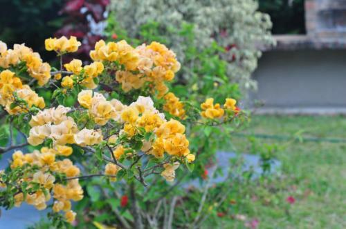 Lodge Bougainvilla Sol