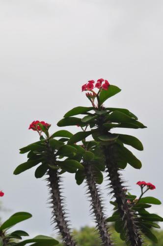 Lodge Bougainvilla Sol