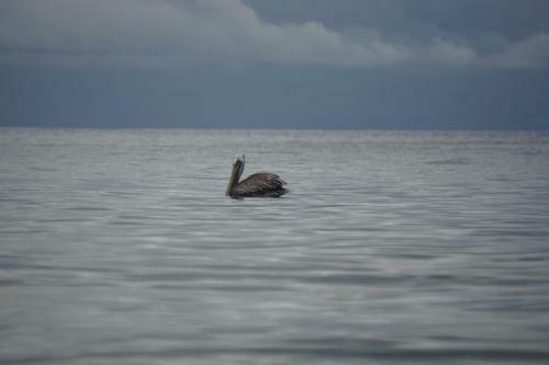 Hostal Pacific Sailfish Ecolodge