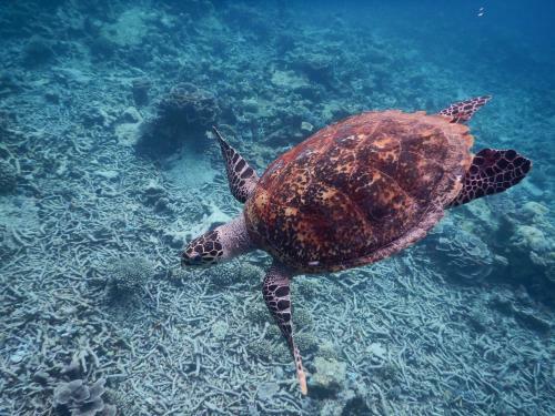 Hostal Equa Reef Maldives