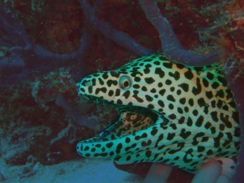 Hostal Whale Shark Inn