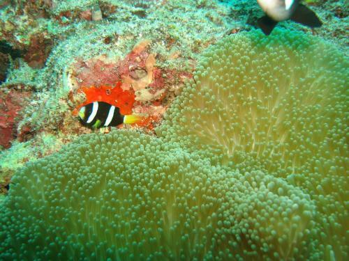 Hostal Whale Shark Inn