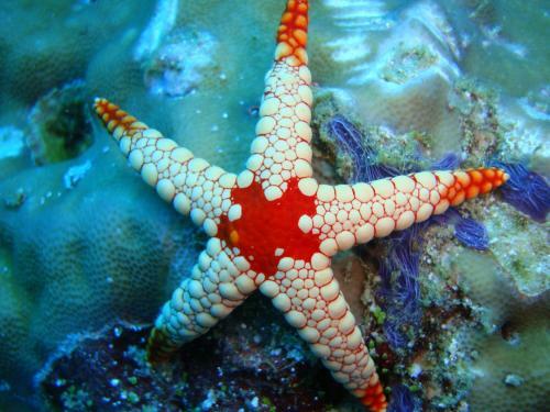 Hostal Whale Shark Inn