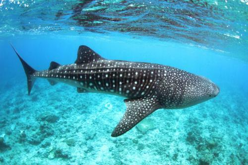 Hostal Whale Shark Inn