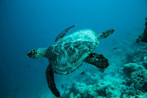 Hostal La Cabana Maldives