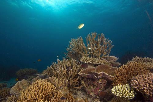 Hotel Equator Village Resort