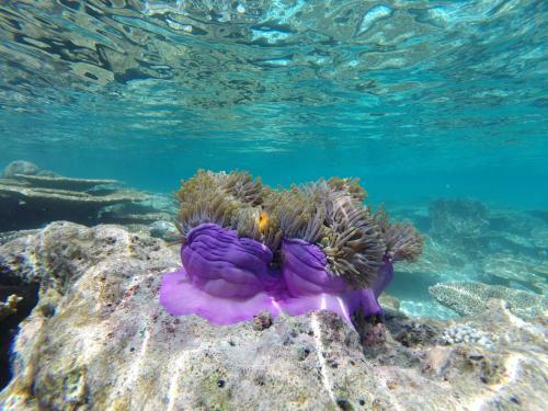 Hostal Noovilu Suites Maldives