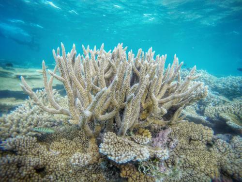 Hostal Noovilu Suites Maldives