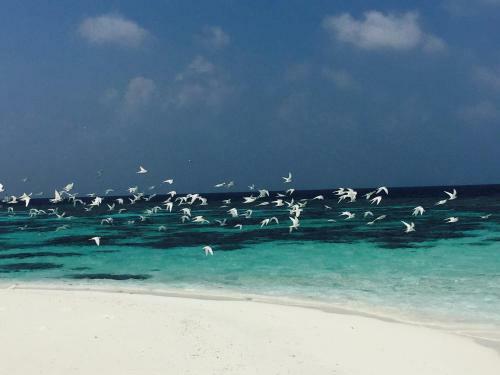 Hostal Noovilu Suites Maldives