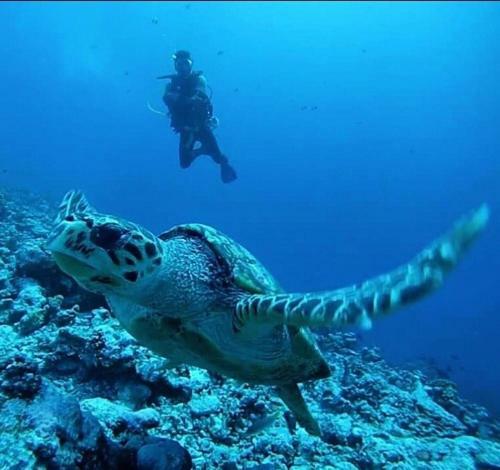 Hostal Sundive Lodge Maldives