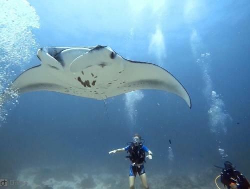 Hostal Sundive Lodge Maldives