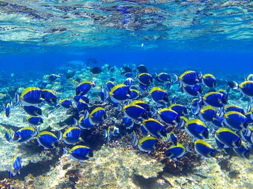 Hostal Sundive Lodge Maldives