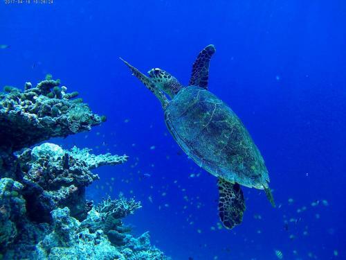 Hostal Sundive Lodge Maldives