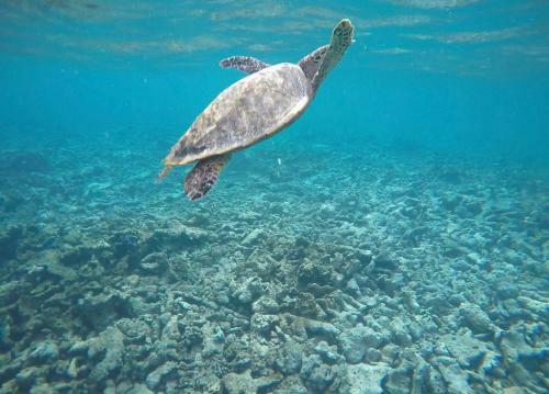Hostal Sundive Lodge Maldives