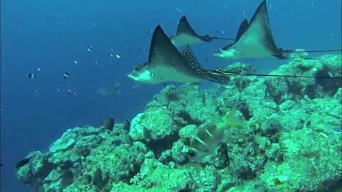 Hostal Sundive Lodge Maldives